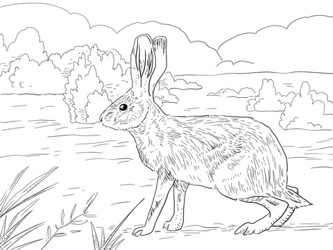 California Jack Rabbit Coloring Page